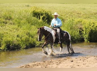Frisones Mestizo, Caballo castrado, 4 años, 150 cm, Alazán-tostado