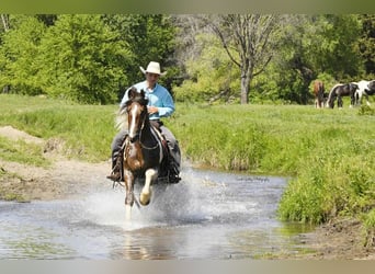 Frisones Mestizo, Caballo castrado, 4 años, 150 cm, Alazán-tostado