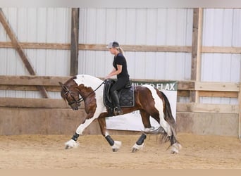 Frisones Mestizo, Caballo castrado, 4 años, 150 cm, Alazán-tostado