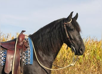 Frisones Mestizo, Caballo castrado, 4 años, 150 cm, Negro