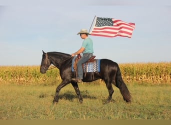 Frisones Mestizo, Caballo castrado, 4 años, 150 cm, Negro