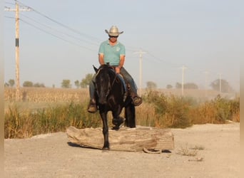 Frisones Mestizo, Caballo castrado, 4 años, 150 cm, Negro