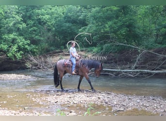 Frisones, Caballo castrado, 4 años, 152 cm, Castaño rojizo