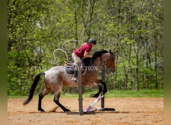 Frisones, Caballo castrado, 4 años, 152 cm, Castaño rojizo