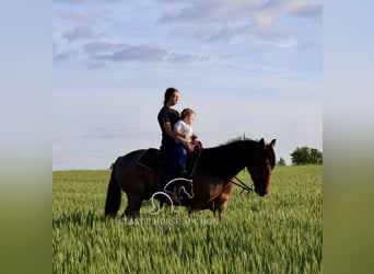 Frisones, Caballo castrado, 4 años, 152 cm, Castaño rojizo