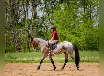 Frisones, Caballo castrado, 4 años, 152 cm, Castaño rojizo