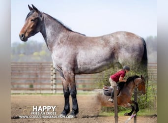 Frisones, Caballo castrado, 4 años, 152 cm, Castaño rojizo