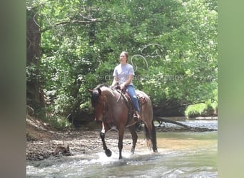 Frisones, Caballo castrado, 4 años, 152 cm, Castaño rojizo
