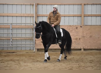 Frisones Mestizo, Caballo castrado, 4 años, 152 cm, Negro