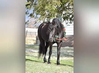 Frisones Mestizo, Caballo castrado, 4 años, 152 cm, Negro