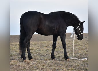 Frisones Mestizo, Caballo castrado, 4 años, 152 cm, Negro