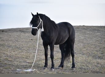 Frisones Mestizo, Caballo castrado, 4 años, 152 cm, Negro