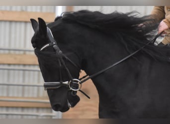 Frisones Mestizo, Caballo castrado, 4 años, 152 cm, Negro