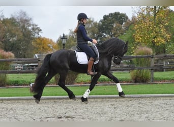 Frisones, Caballo castrado, 4 años, 155 cm, Negro