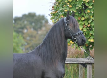 Frisones, Caballo castrado, 4 años, 155 cm, Negro