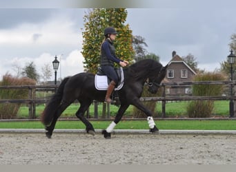 Frisones, Caballo castrado, 4 años, 155 cm, Negro