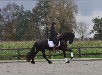 Frisones, Caballo castrado, 4 años, 155 cm, Negro