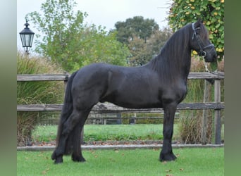 Frisones, Caballo castrado, 4 años, 155 cm, Negro