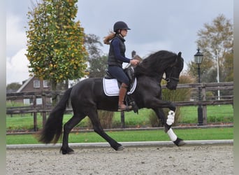 Frisones, Caballo castrado, 4 años, 155 cm, Negro