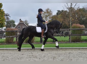 Frisones, Caballo castrado, 4 años, 155 cm, Negro