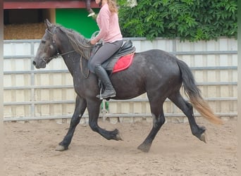 Frisones Mestizo, Caballo castrado, 4 años, 155 cm, Tordillo negro