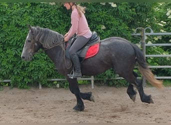 Frisones Mestizo, Caballo castrado, 4 años, 155 cm, Tordillo negro