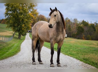 Frisones Mestizo, Caballo castrado, 4 años, 157 cm, Buckskin/Bayo