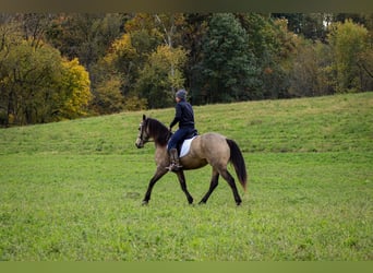 Frisones Mestizo, Caballo castrado, 4 años, 157 cm, Buckskin/Bayo
