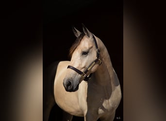 Frisones, Caballo castrado, 4 años, 157 cm, Buckskin/Bayo