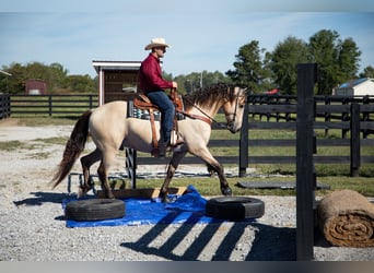 Frisones, Caballo castrado, 4 años, 157 cm, Buckskin/Bayo