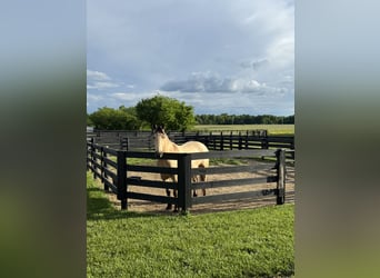 Frisones, Caballo castrado, 4 años, 157 cm, Buckskin/Bayo