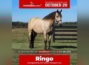Frisones, Caballo castrado, 4 años, 157 cm, Buckskin/Bayo