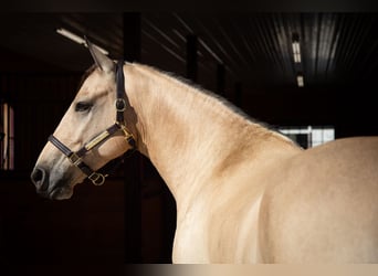 Frisones, Caballo castrado, 4 años, 157 cm, Buckskin/Bayo