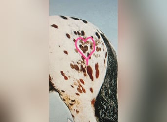 Frisones, Caballo castrado, 4 años, 160 cm, Castaño rojizo