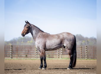 Frisones Mestizo, Caballo castrado, 4 años, 160 cm, Castaño-ruano