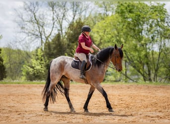 Frisones Mestizo, Caballo castrado, 4 años, 160 cm, Castaño-ruano