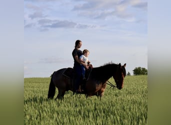 Frisones Mestizo, Caballo castrado, 4 años, 160 cm, Castaño-ruano