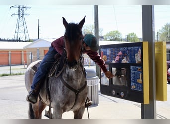 Frisones Mestizo, Caballo castrado, 4 años, 160 cm, Castaño-ruano