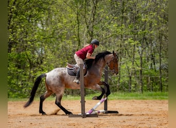 Frisones Mestizo, Caballo castrado, 4 años, 160 cm, Castaño-ruano