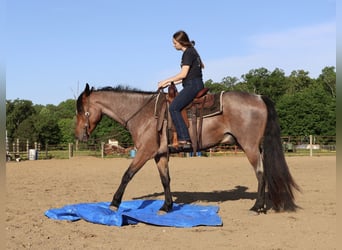 Frisones Mestizo, Caballo castrado, 4 años, 160 cm, Castaño-ruano