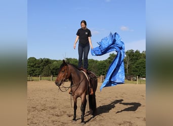 Frisones Mestizo, Caballo castrado, 4 años, 160 cm, Castaño-ruano