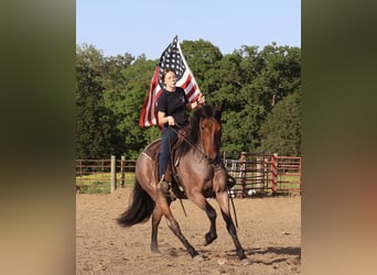 Frisones Mestizo, Caballo castrado, 4 años, 160 cm, Castaño-ruano