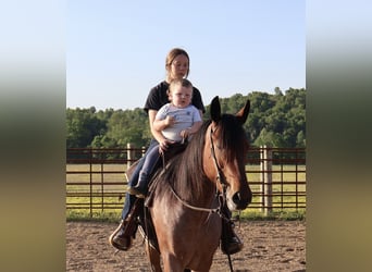 Frisones Mestizo, Caballo castrado, 4 años, 160 cm, Castaño-ruano