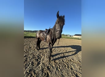 Frisones, Caballo castrado, 4 años, 160 cm, Negro