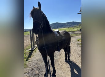 Frisones, Caballo castrado, 4 años, 160 cm, Negro