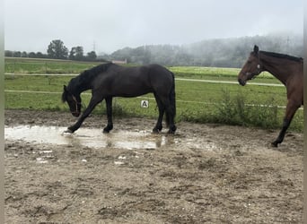 Frisones, Caballo castrado, 4 años, 160 cm, Negro