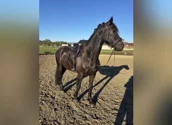 Frisones, Caballo castrado, 4 años, 160 cm, Negro