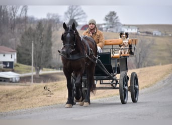 Frisones Mestizo, Caballo castrado, 4 años, 160 cm, Negro
