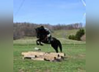 Frisones, Caballo castrado, 4 años, 160 cm, Negro