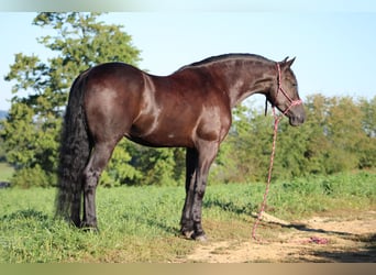 Frisones Mestizo, Caballo castrado, 4 años, 160 cm, Negro